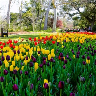 Descanso Gardens Springtime & Norton Simon Museum