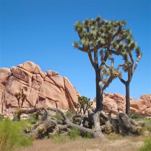 Joshua Tree National Park Picnic