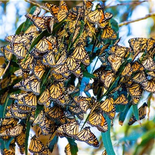 Monarch Butterfly Migration & Danish Solvang